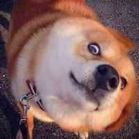 搞笑狗狗照片头像 (7)