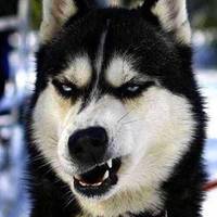 搞笑狗狗照片头像 (9)