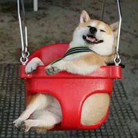 搞笑狗狗照片头像 (10)