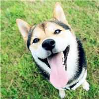 搞笑狗狗照片头像 (12)