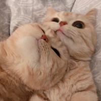 猫猫的情侣头像 关于猫咪的情头一对两张可爱 (21)