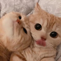 猫猫的情侣头像 关于猫咪的情头一对两张可爱 (22)