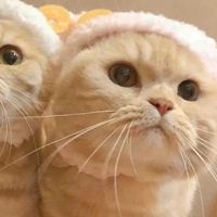 猫猫的情侣头像 关于猫咪的情头一对两张可爱 (24)