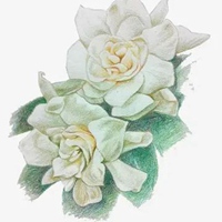 栀子花图片手绘图片 唯美栀子花开手绘图片 (1)