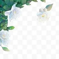 栀子花图片手绘图片 唯美栀子花开手绘图片 (2)