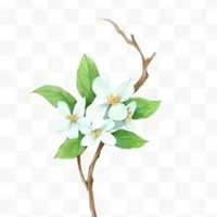 栀子花图片手绘图片 唯美栀子花开手绘图片 (3)