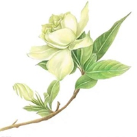 栀子花图片手绘图片 唯美栀子花开手绘图片 (6)