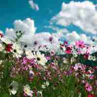 象征幸福的花朵头像 (3)