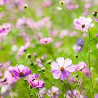 象征幸福的花朵头像 (4)