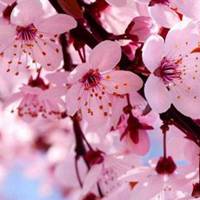 象征幸福的花朵头像 (5)