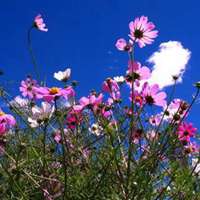 象征幸福的花朵头像 (8)