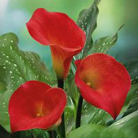 象征幸福的花朵头像 (10)