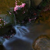 落花有意流水无情的伤感图片 (11)