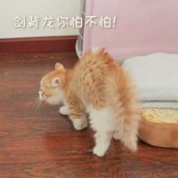 花花与三猫catlive卡通头像 (11)