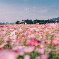 最美高清花海风景图片 (4)