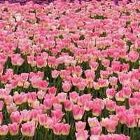 最美高清花海风景图片 (7)