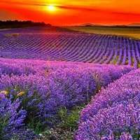 最美高清花海风景图片 (9)