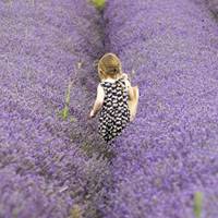 欧美清新美丽的薰衣草头像 (7)