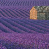 欧美清新美丽的薰衣草头像 (8)