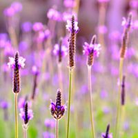 欧美清新美丽的薰衣草头像 (14)