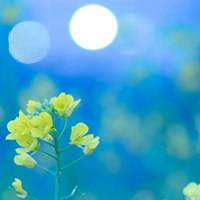 油菜花开，金色花香，怡人醉 (15)