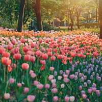 荷兰郁金香 (11)