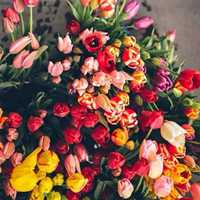 荷兰郁金香 (12)