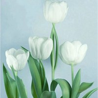 荷兰郁金香 (14)