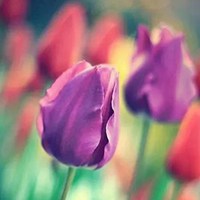 荷兰郁金香 (15)