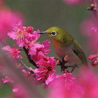 鸟语花香头像 (15)