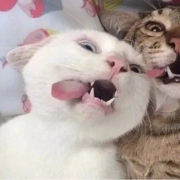 可爱的猫咪情头呀