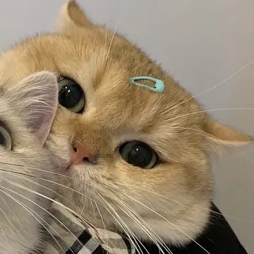 一对可爱猫咪情侣头像 (7)