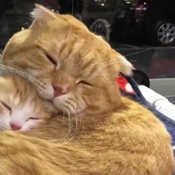 一对可爱猫咪情侣头像 (9)