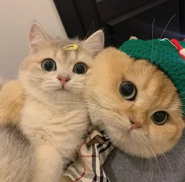 一对可爱猫咪情侣头像 (11)