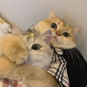 一对可爱猫咪情侣头像 (14)