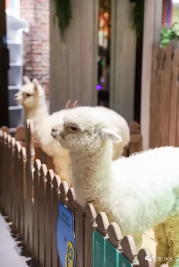 非常活泼的 丁满 小狐獴