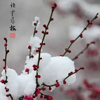 踏雪寻梅!