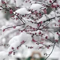 踏雪寻梅 素材