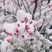 踏雪寻梅带字图片雪景 (18)