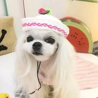 马尔济斯犬可爱头像 (6)