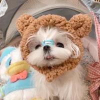 马尔济斯犬可爱头像 (7)