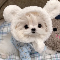 马尔济斯犬可爱头像 (8)