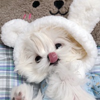 马尔济斯犬可爱头像 (9)