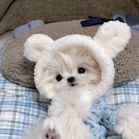 马尔济斯犬可爱头像 (10)