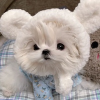 马尔济斯犬可爱头像 (11)