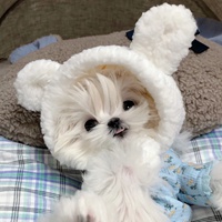 马尔济斯犬可爱头像 (12)