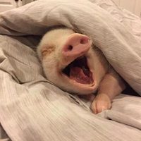 一点也不正经的头像 (2)