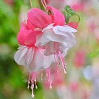 花朵头像，给生活一份恬静 (6)