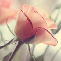 花朵头像，给生活一份恬静 (7)