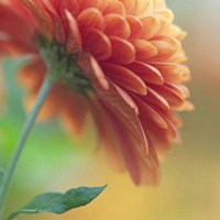 花朵头像，给生活一份恬静 (8)